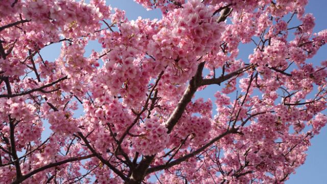 春の風物詩…♪