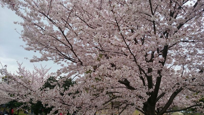 桜・満開