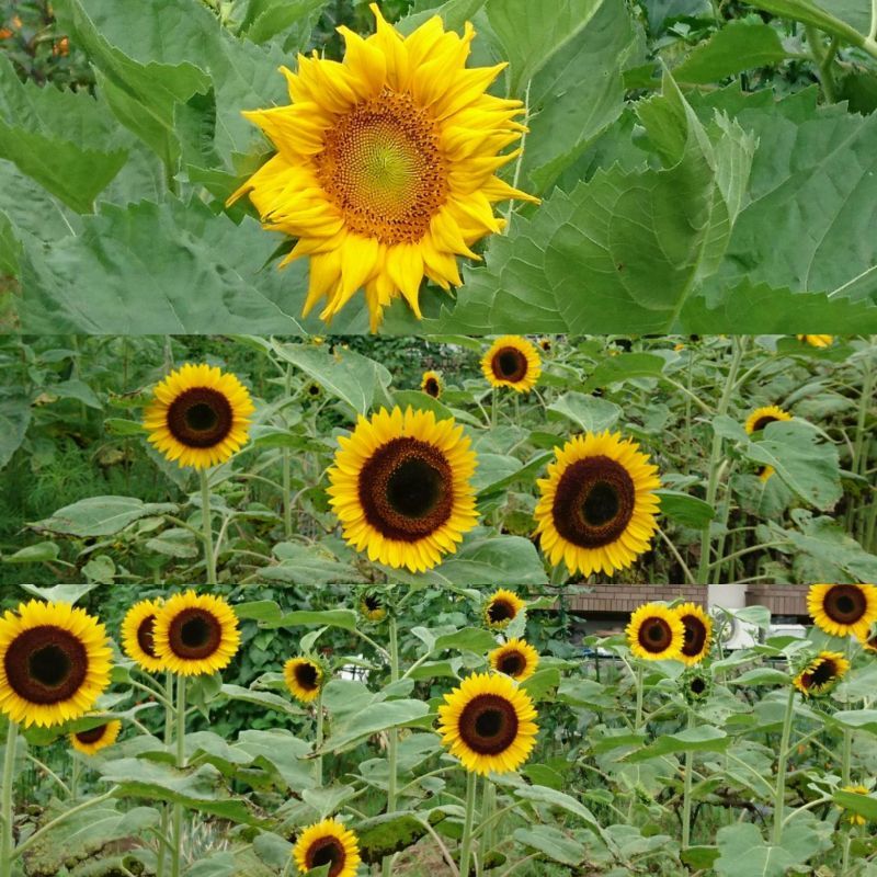 7月も最終週となりました☆