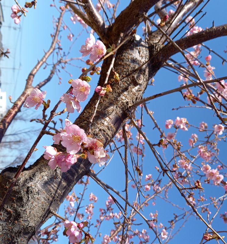 春めいてきましたね♪