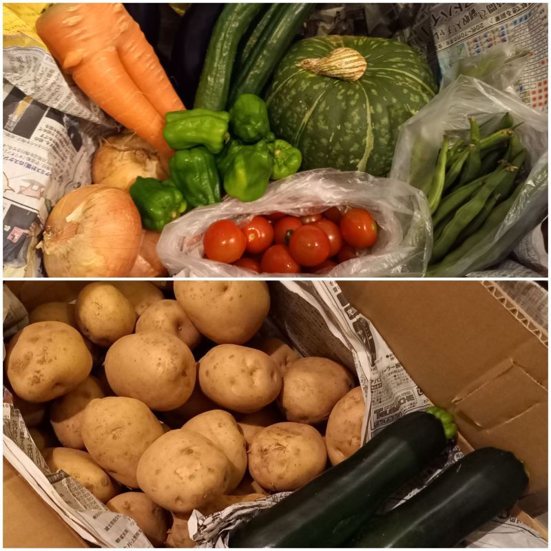 たくさんの野菜が届きました。