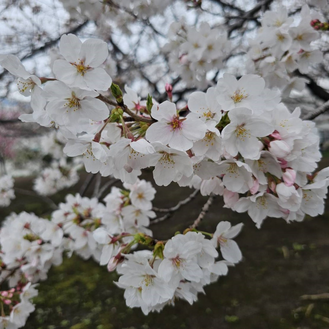 桜が見頃となりました🌸